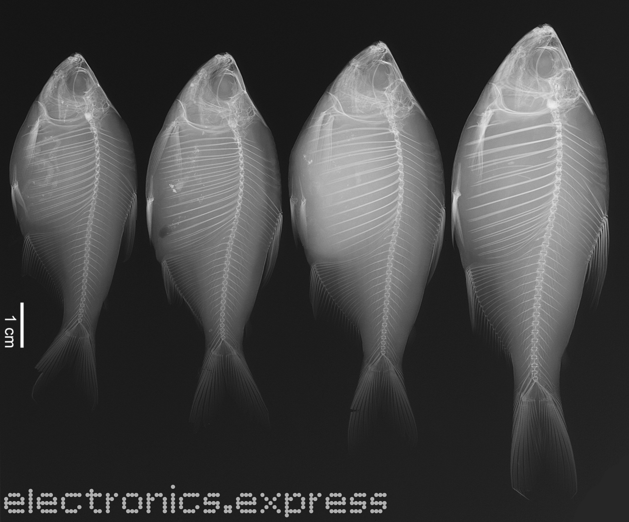 electronics.express